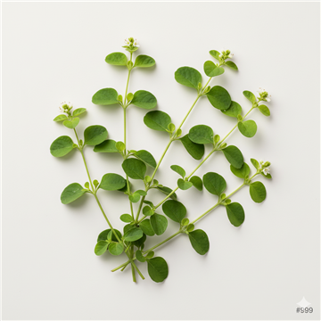 Brahmi