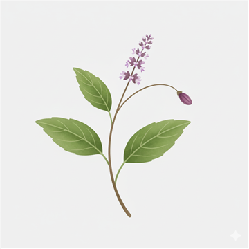 Tulsi